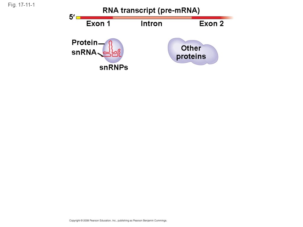 Fig. 17-11-1 RNA transcript (pre-mRNA) Exon 1 Exon 2 Intron Protein snRNA snRNPs Other